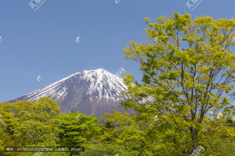 富士山与日本绿叶