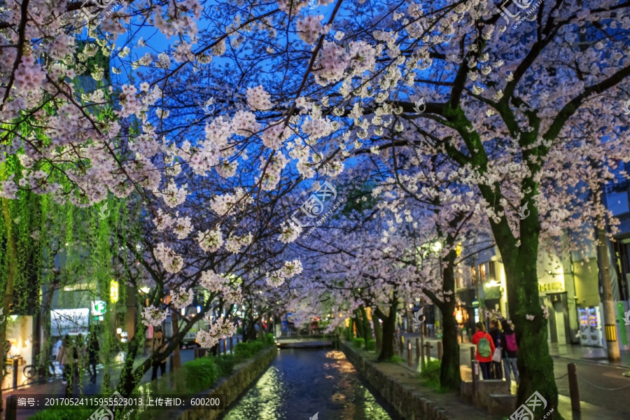 日本京都高濑川夜樱