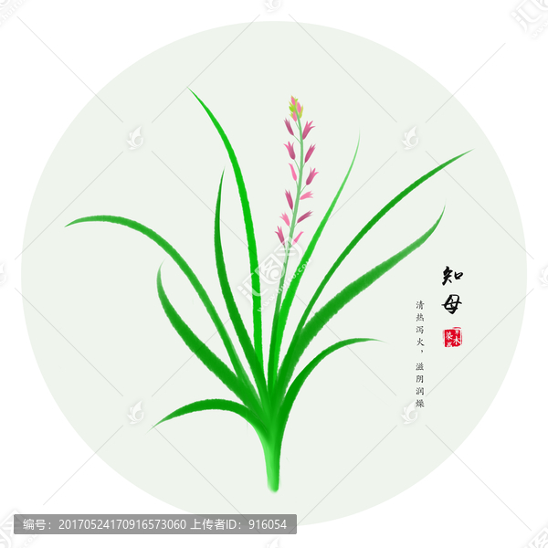 知母,手繪毛知母