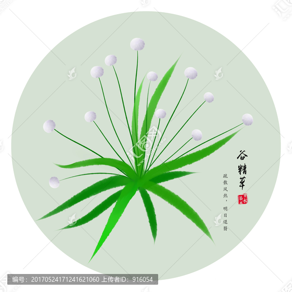 谷精草,手繪谷精草