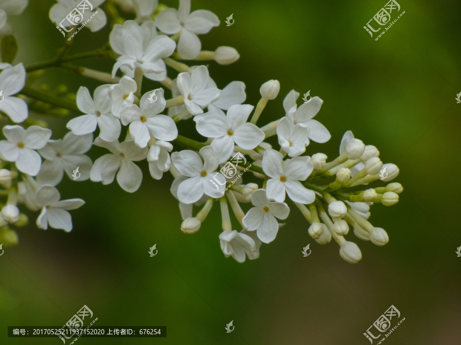 白色丁香花