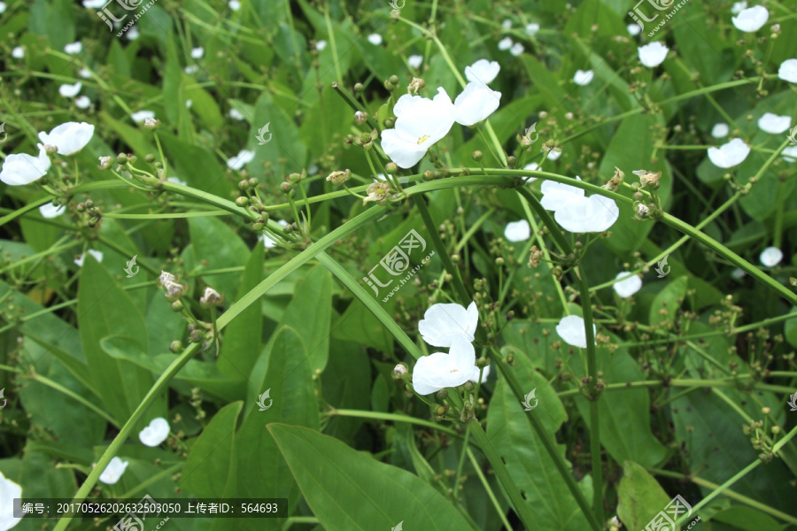 白花,绿叶