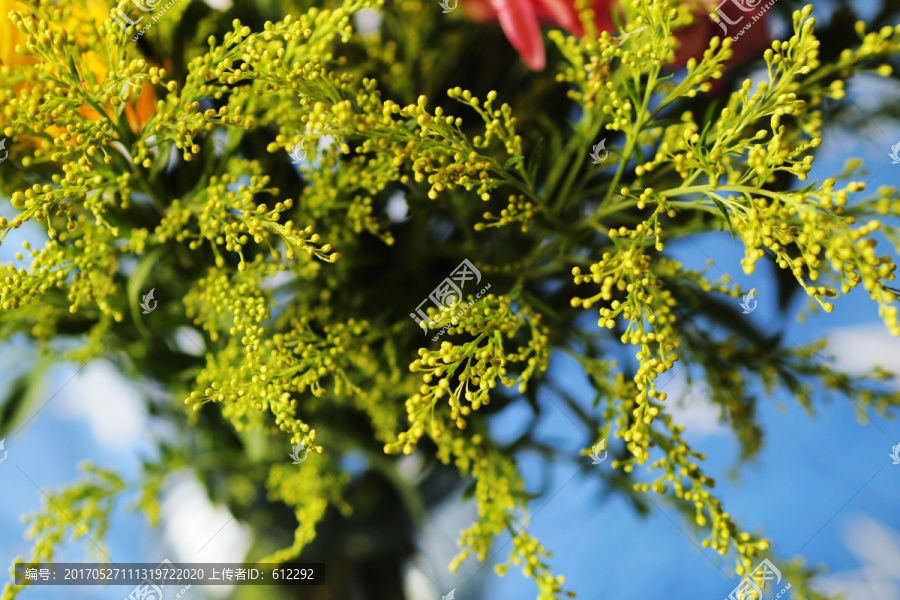 花枝,花,鲜花,小花蕾