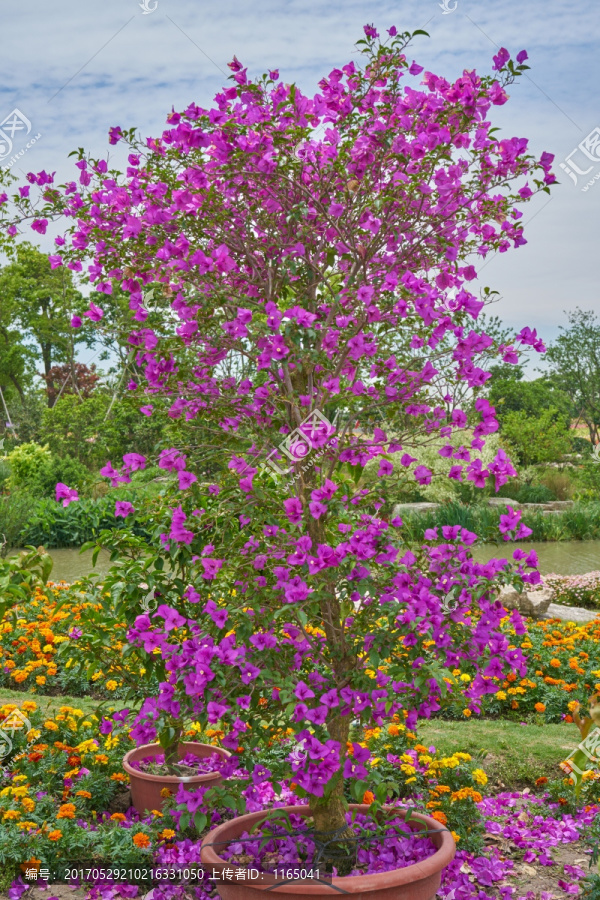 盆栽花卉