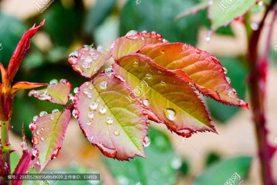 月季花叶上的水珠