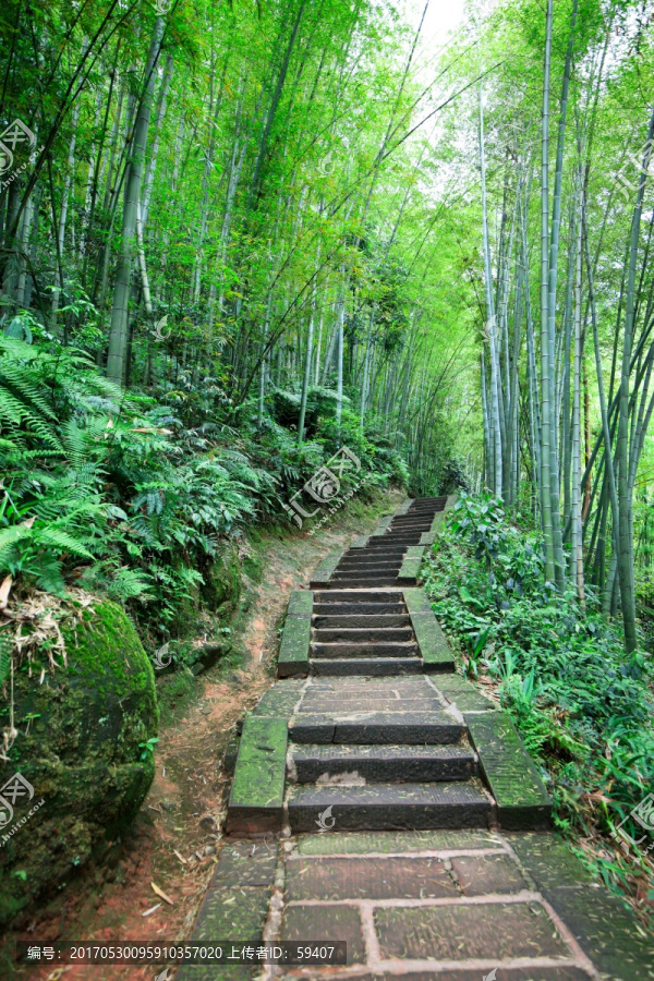 竹林小路,山间石阶路