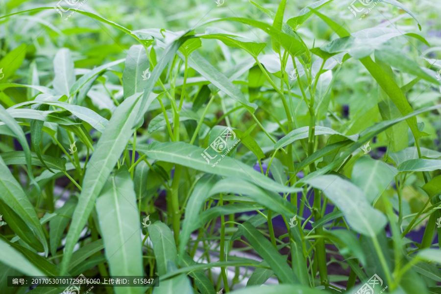 空心菜种植