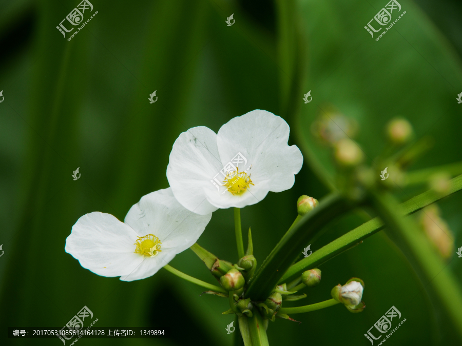 水生植物,白色,小花,清新