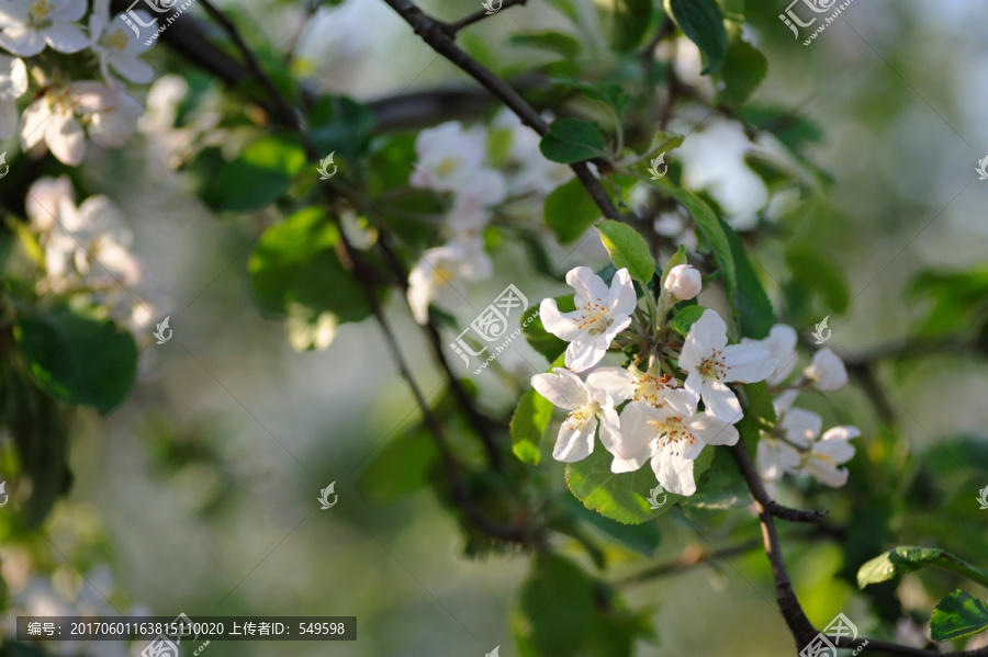 苹果开花