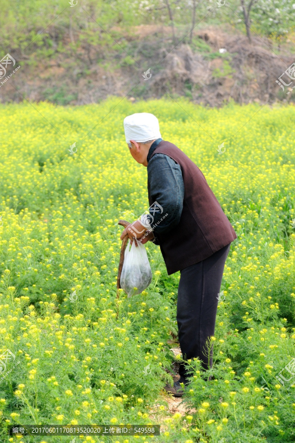 挖野菜的老人