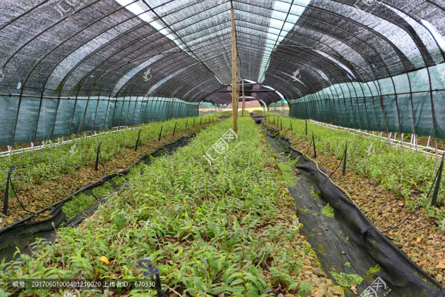 石斛,石斛基地,大棚种植