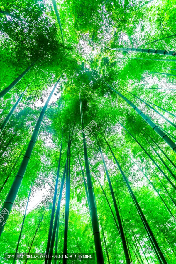 竹林,竹子-匯圖網(wǎng) fosd68.com 竹林,竹子