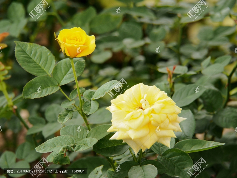 黄玫瑰,花卉,背景,植物