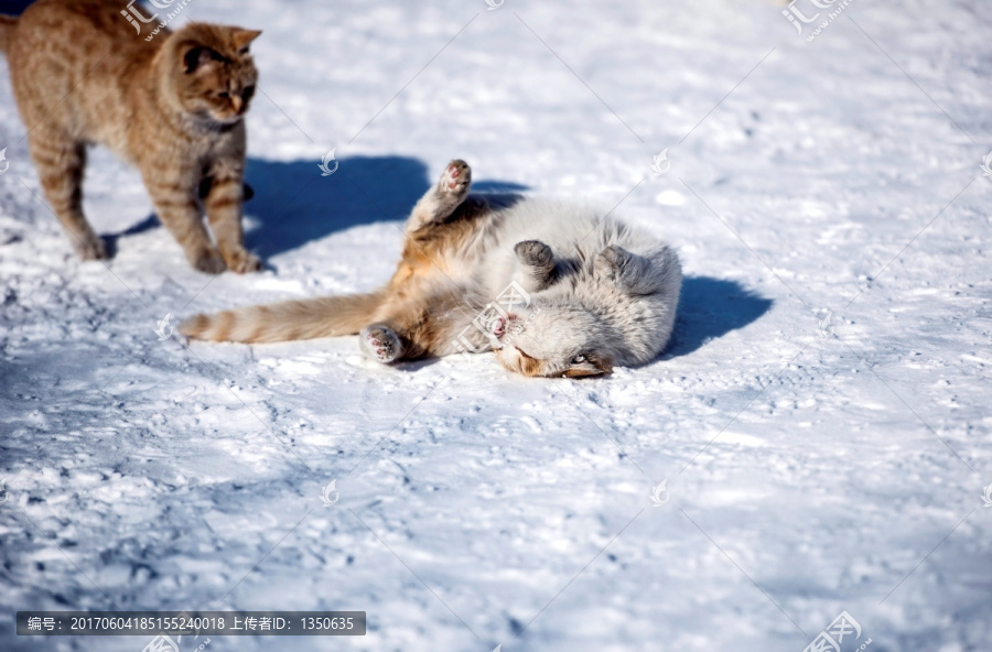 雪中小猫