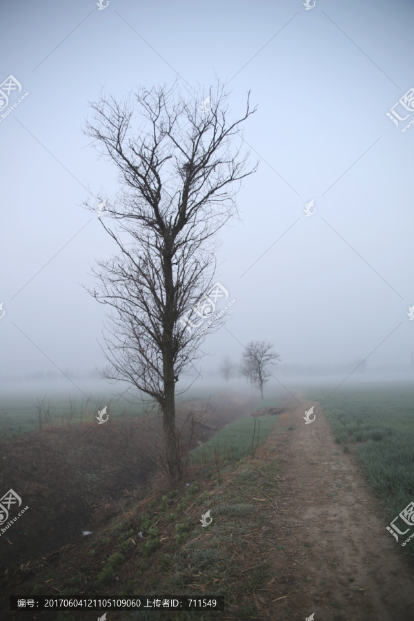 田野,晨雾,枯树