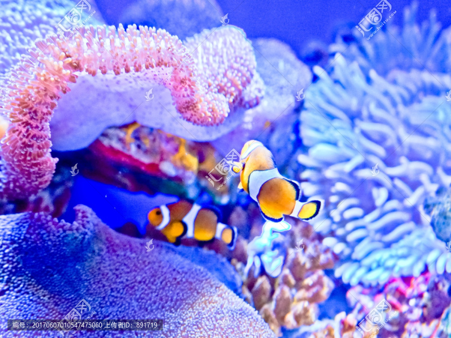 海底世界,小丑鱼,珊瑚素材