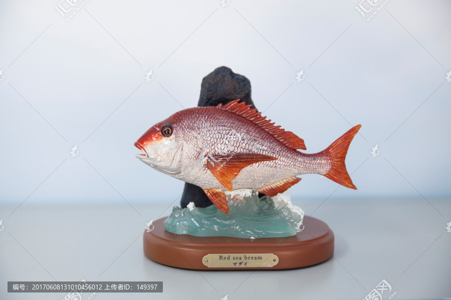 日本观赏鱼标本摆件