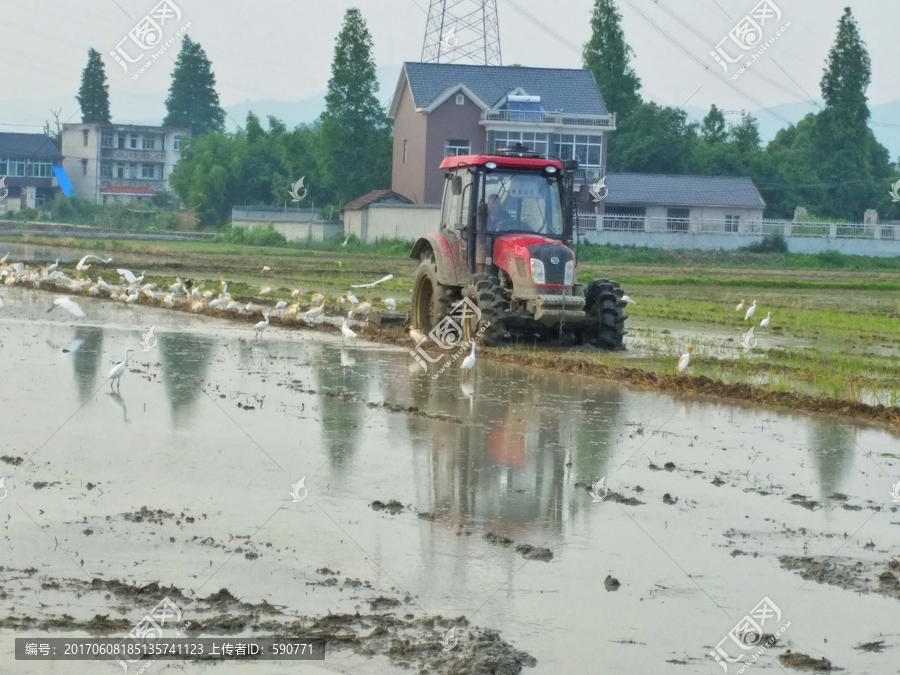 农耕,白鹭