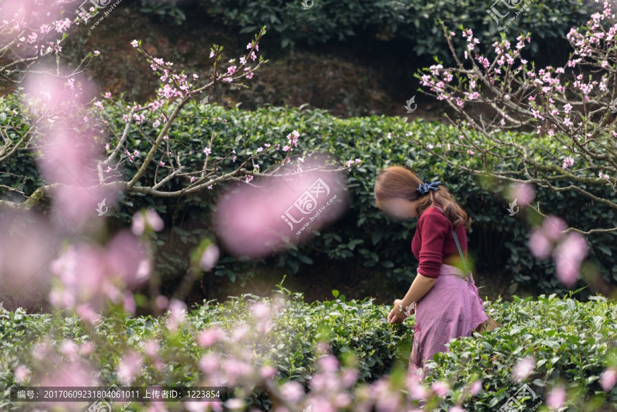 桃花树下生态茶园采茶