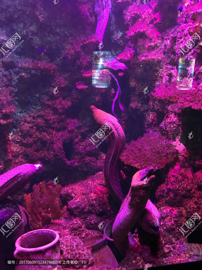 水族馆,观赏鱼