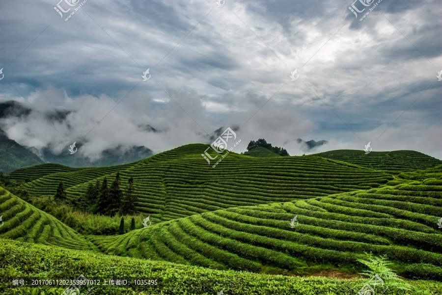 雨后茶园