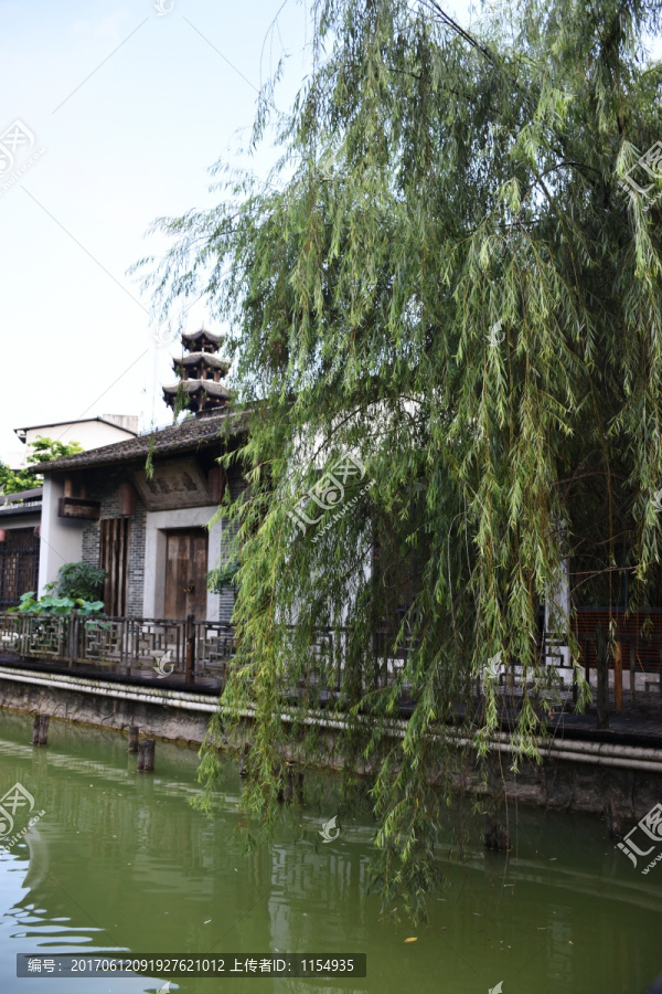 垂柳,柳树,湖水湖边,植物绿