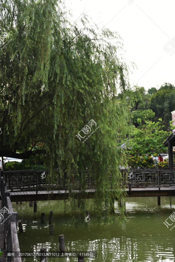 垂柳,柳树,湖水湖边