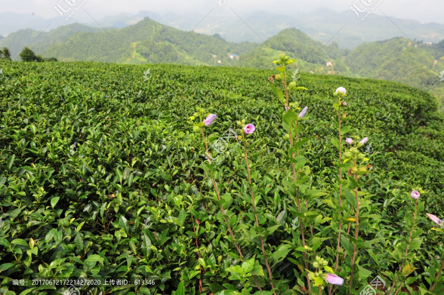 茶园茶叶风景