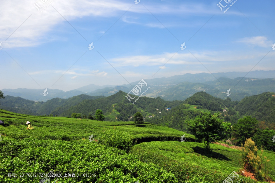 美丽茶园茶叶风景