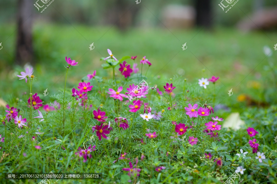 海珠湿地里的波斯菊