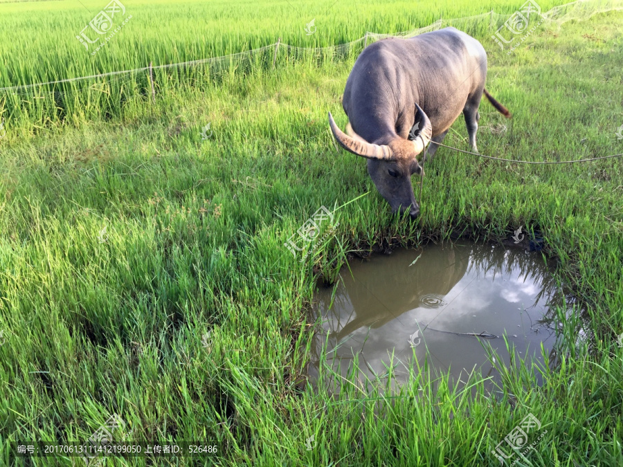 水牛