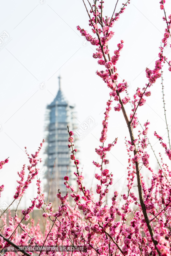 梅花和大报恩寺琉璃宝塔