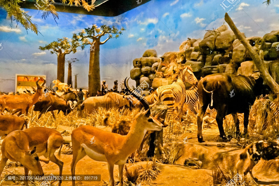 动物摄影,非洲羚羊