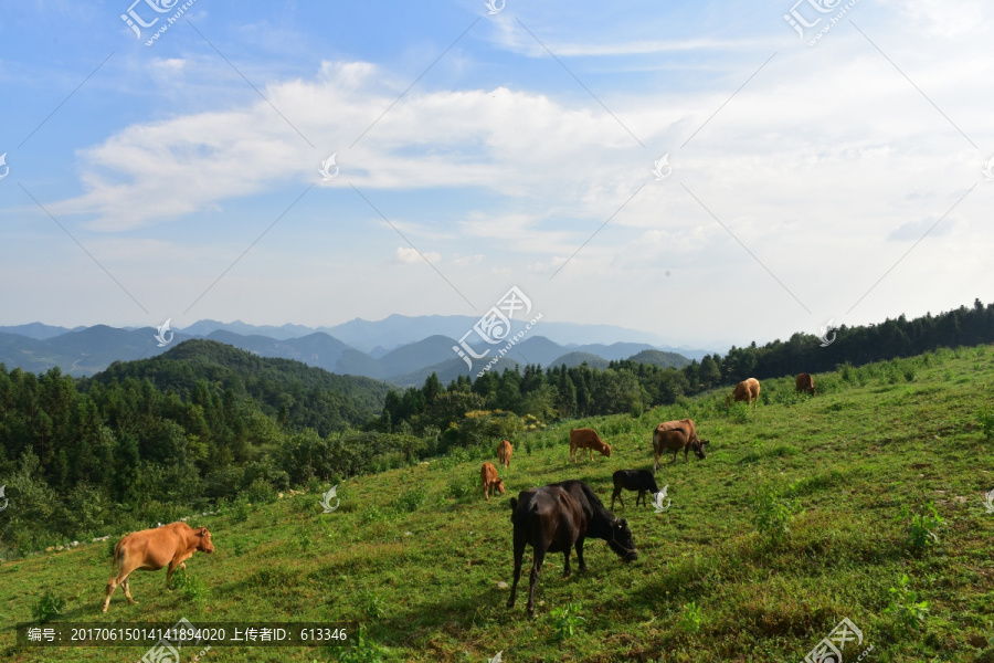 草原牧场