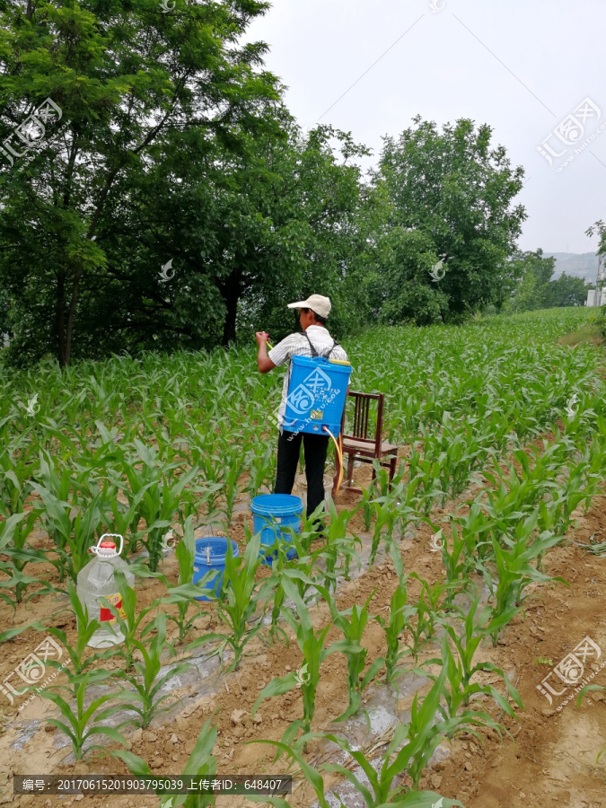 撒药,农药,撒农药,喷药,喷农