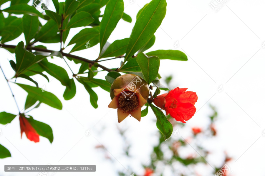 石榴花,石榴