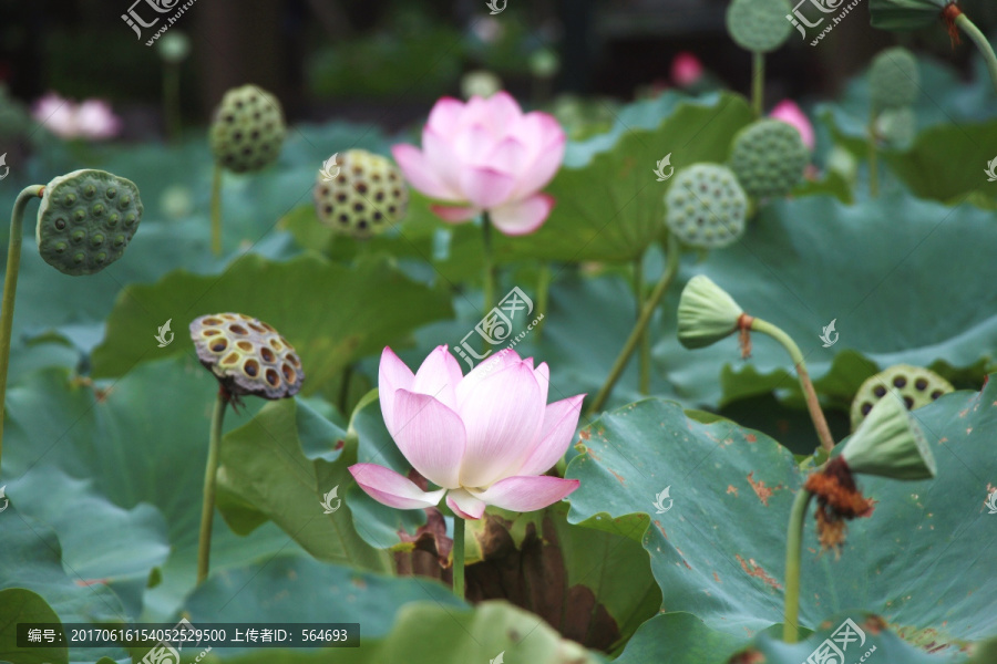 荷花,荷叶,莲蓬