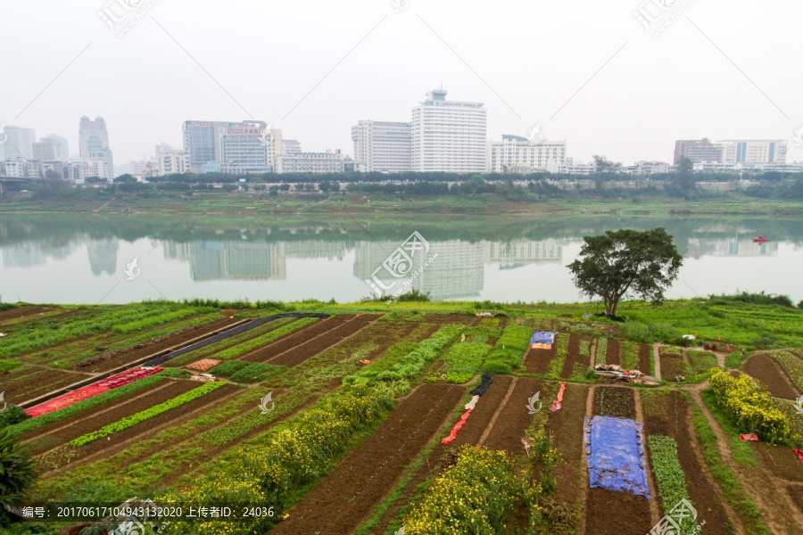 江边菜地,菜地