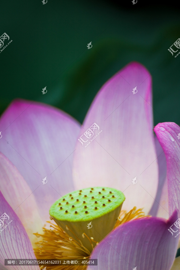 梦幻荷花,荷花特写,莲蓬,花蕊