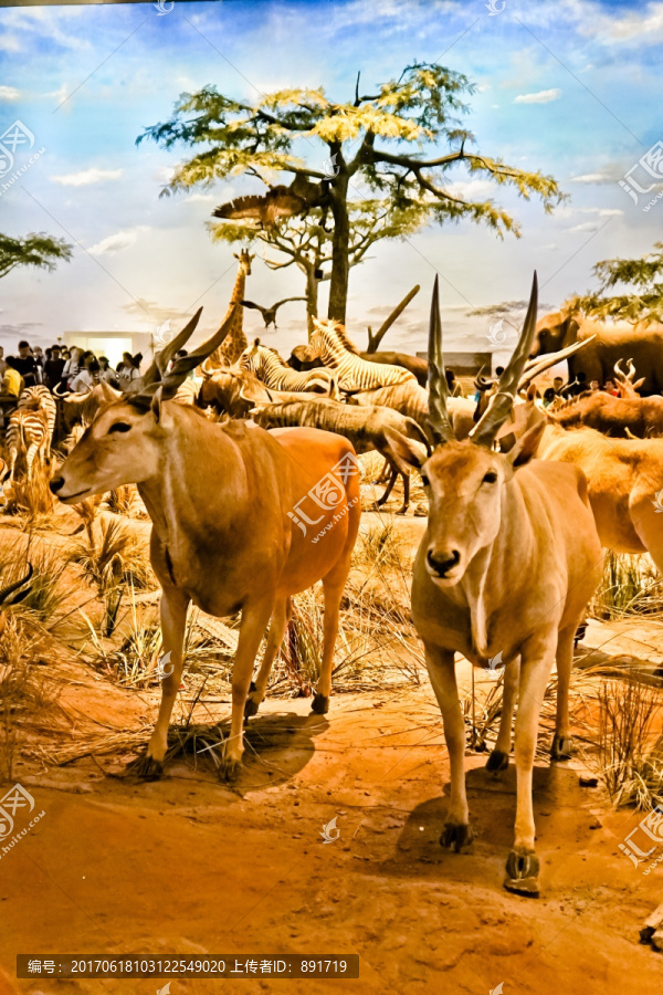 史前动物场景模拟,,非洲羚羊