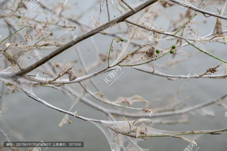 生虫子的树