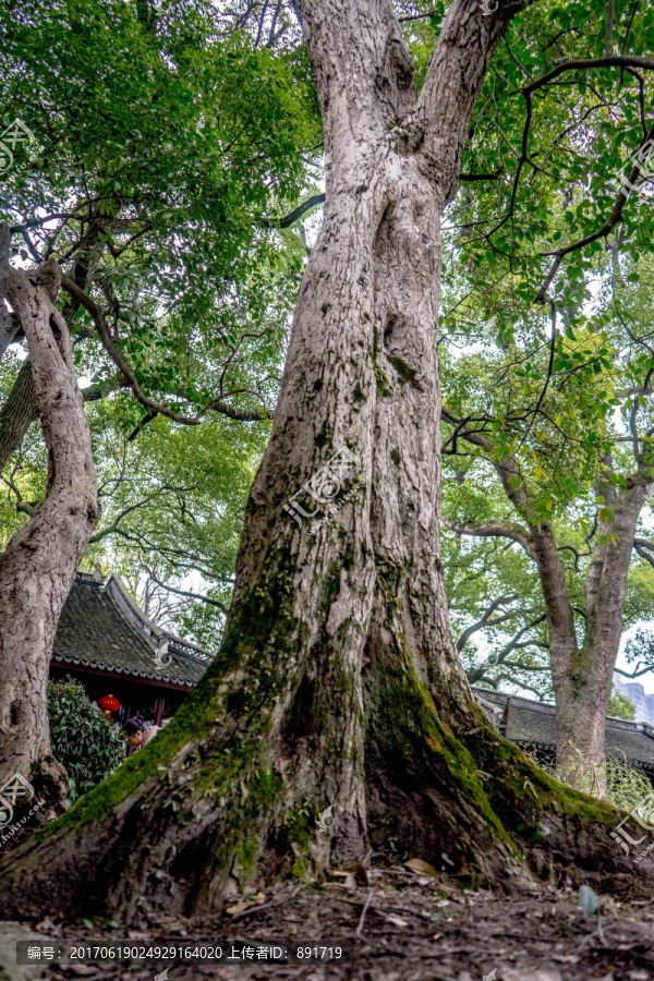 参天大树,原始森林