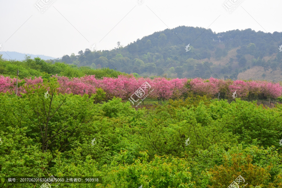 韶关樱花公园