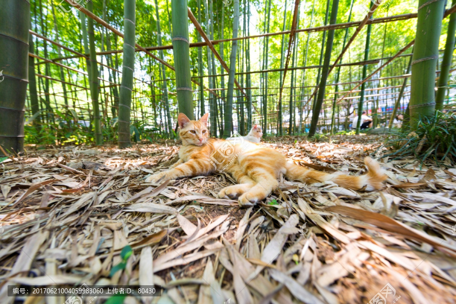 小花猫