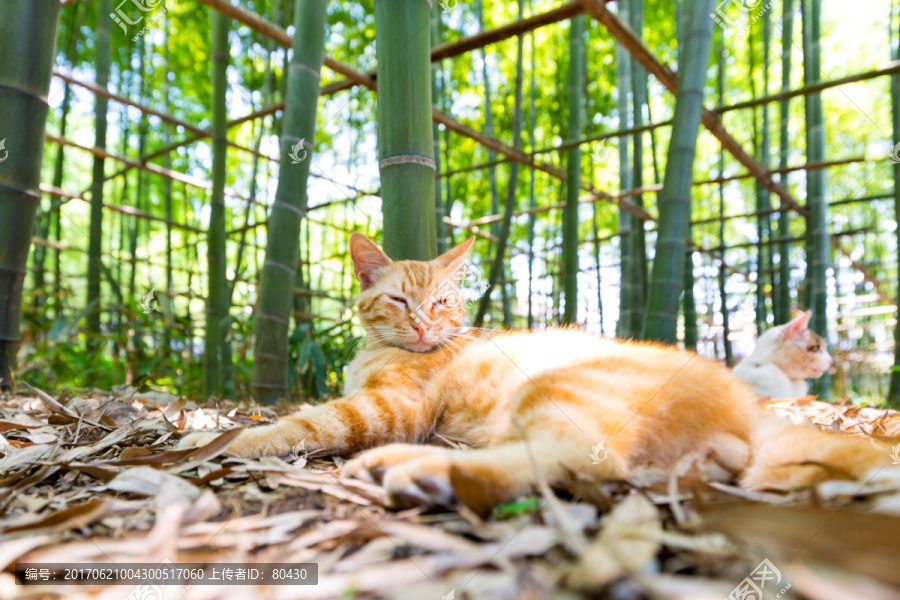 小花猫