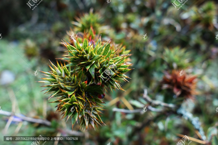 野生植物