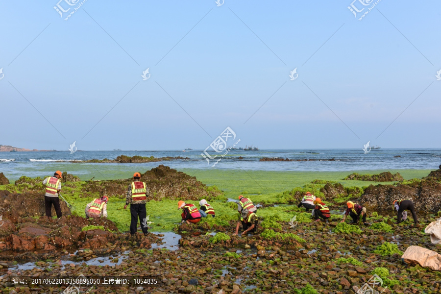 浒苔,清理浒苔