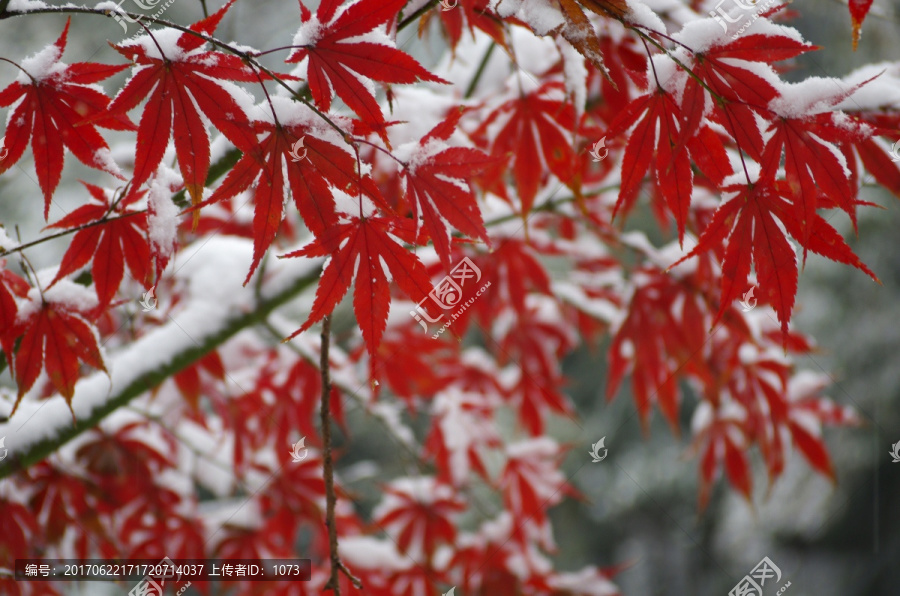 雪中红枫如火