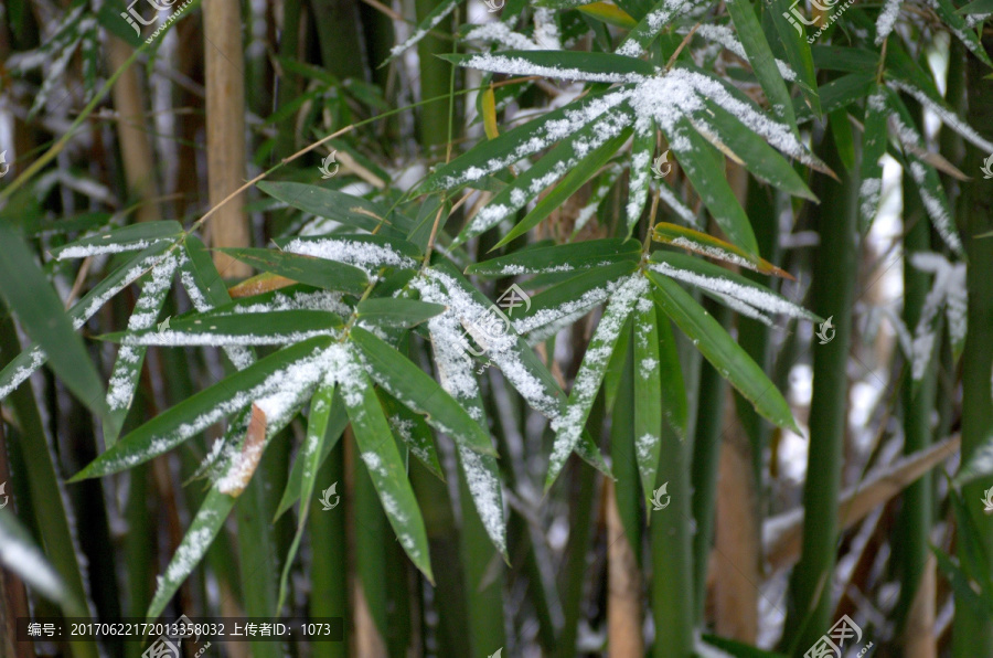 雪与竹叶