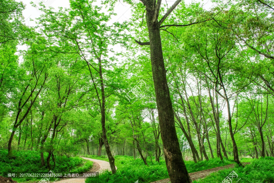 树林小道,树林小路